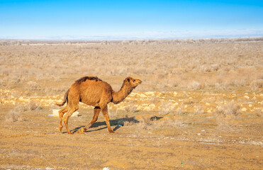 Camels are on the road heat, drought, United Arab Emirates
