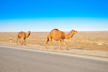 Camels are on the road heat, drought, United Arab Emirates