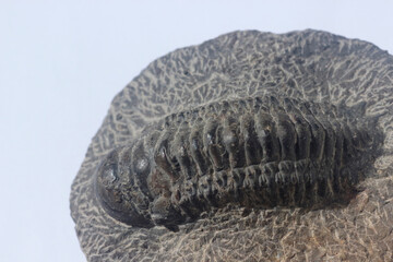 Fossil of prehistoric trilobite sea creature 