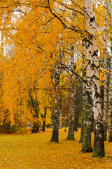 Autumn park with colorful trees and bushes - yellow, red and green.