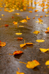 Yellow aspen leaves on wet asphalt after rain.