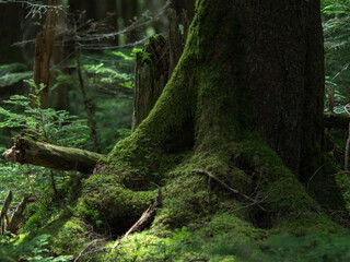 長野県白駒池の苔の森　秋