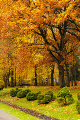 Naklejka premium Autumn park with colorful trees and bushes - yellow, red and green.