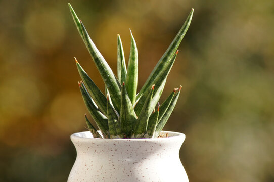 Bogenhanf Sansevieria im Blumentopf in der Fensterbank
