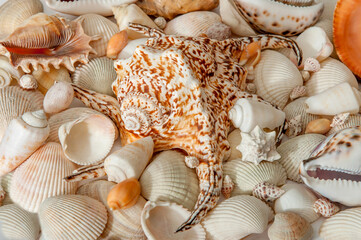 Conch Sea shells and starfish beautifully neatly laid out as a background or texture as a concept of a sea resort rest and vacation