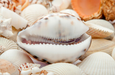 Conch Sea shells and starfish beautifully neatly laid out as a background or texture as a concept of a sea resort rest and vacation