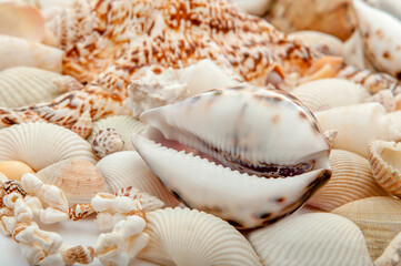 Conch Sea shells and starfish beautifully neatly laid out as a background or texture as a concept of a sea resort rest and vacation