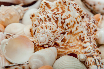 Conch Sea shells and starfish beautifully neatly laid out as a background or texture as a concept of a sea resort rest and vacation