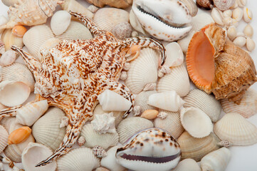 Conch Sea shells and starfish beautifully neatly laid out as a background or texture as a concept of a sea resort rest and vacation