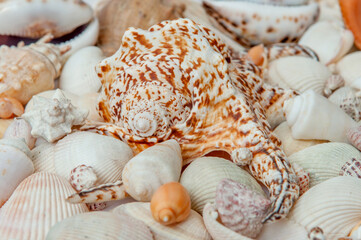 Conch Sea shells and starfish beautifully neatly laid out as a background or texture as a concept of a sea resort rest and vacation
