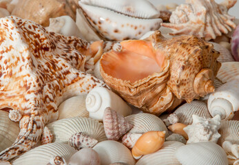 Conch Sea shells and starfish beautifully neatly laid out as a background or texture as a concept of a sea resort rest and vacation