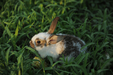 rabbit in the grass