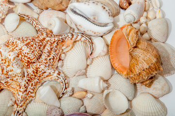Conch Sea shells and starfish beautifully neatly laid out as a background or texture as a concept of a sea resort rest and vacation