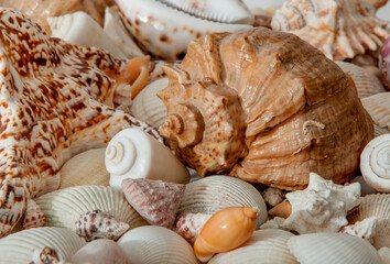 Conch Sea shells and starfish beautifully neatly laid out as a background or texture as a concept of a sea resort rest and vacation