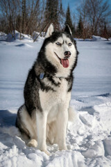 Adorable siberian husky dog breed in evening, in winter sunny forest