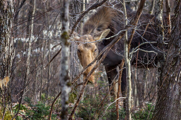 Wild Moose in the forest