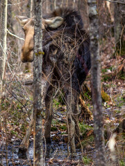 Wild Moose in the forest