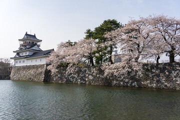 満開の桜と富山城
