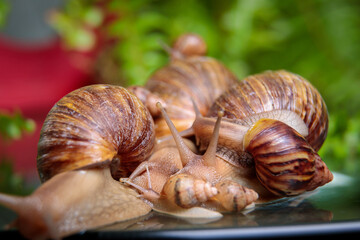 A large snail crawls across the glass table, wiggling its antennae.