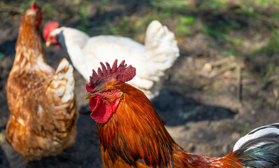 Close up of adult rooster with chickens in paddock. Portrait of stately pack leader in coop outdoor.