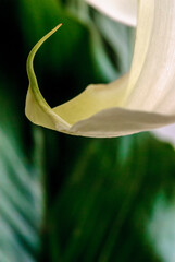 Arum d&eacute;tail 1