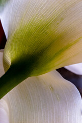 Arum detail 3