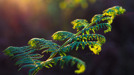 Rayons de soleil s'infiltrant entre les rangées de pins, illuminant gracieusement les jeunes...