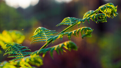 Rayons de soleil s'infiltrant entre les rangées de pins, illuminant gracieusement les jeunes...