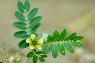 Gokhru Chota , Tribulus Terrestris flower and Small Caltrops flower Natural medicinal plant , yellow flower of ayurvedic plant gokharu vine