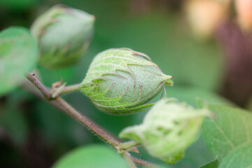 organic Thai hybrid variety cotton fruits or cotton ball on the cotton crops in the cotton field india