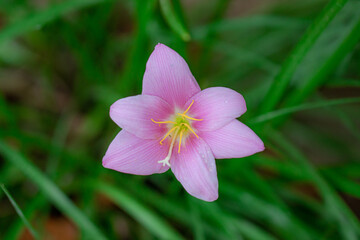 Fototapeta premium pink lily flower blooming on the lily plant in the spring