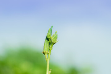 organic Thai hybrid variety fresh green okra vegetable is planted on the ladyfinger or okra plant in okra vegetable field india with sky background