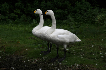 A close up of some Bewick Swans