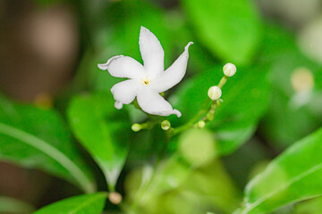 organic Thai hybrid variety white jasmine flower blooming in the jasmine garden in india