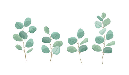Silver dollar eucalyptus. Greenery vector illustration