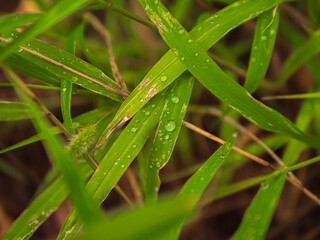 close up grass with dew drops