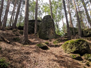 Trees in Czech repubblic