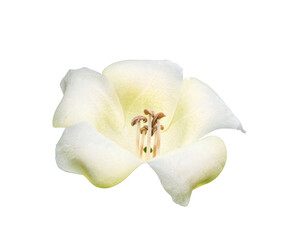 Plakat Top view fresh perfume flower tree or trai tichlan white blooming. Isolated on white background with clipping path.