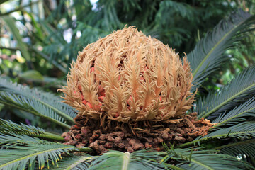 Cycas revoluta blossom. Cycas revoluta close-up. Female cone of sago palm tree.Close up of a Female Sago palm. close up of a sago palm flower. Sago Palm With Female Cone. - obrazy, fototapety, plakaty