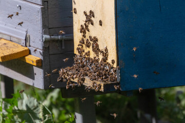 Fototapete bei efototapeten.de bestellen   