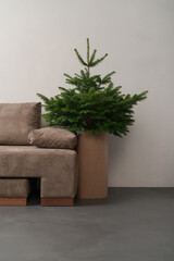 Small christmas tree indoor near couch in minimalist interior with copy space