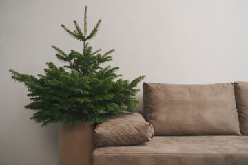 Small christmas tree indoor near couch in minimalist interior with copy space