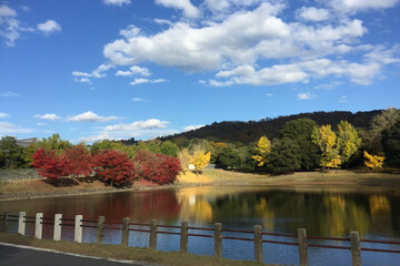 奈良の見事な紅葉