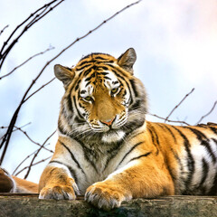 Siberian or Amur tiger resting . This endangered species of tiger is indigenous to far eastern Russia.