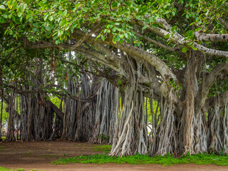 Amazing old trees. Oahu island trees, Hawaii