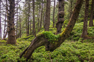 Green thickets in the forest. Cape Falcon Trail, Oswald State Park, Oregon, USA
