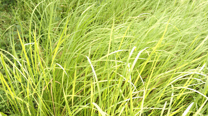 The beautiful elongated reed grasses are called green mosaic