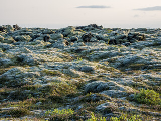 Icelandic moss fields