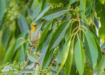 Oriental White Eye Hide and Seek