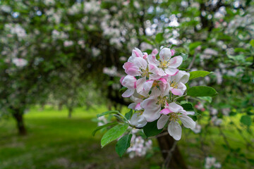 Blooming apple trees in the park of the Loshitsa estate in Minsk